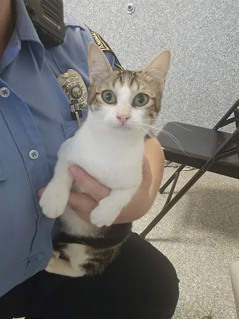 Greta - Domestic Short Hair