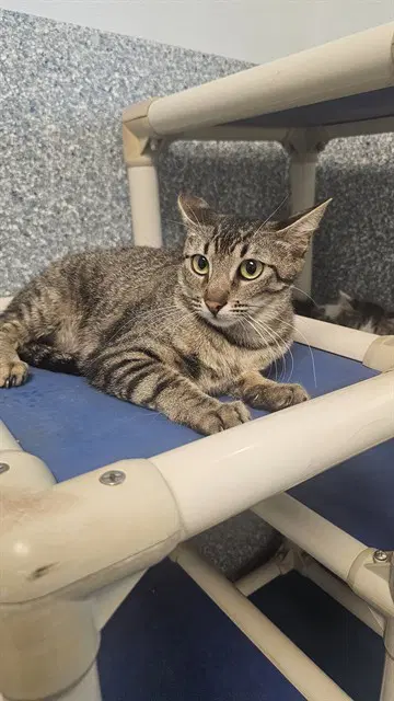 Ava - Domestic Short Hair