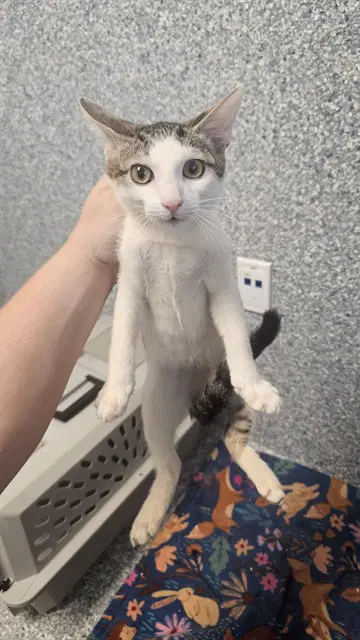 Fred - Domestic Short Hair