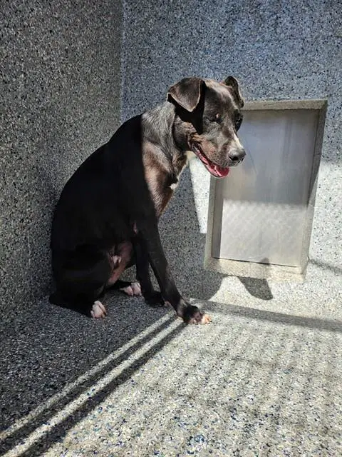 Donnie - Pit Bull Terrier