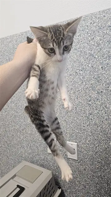 Judy - Domestic Short Hair