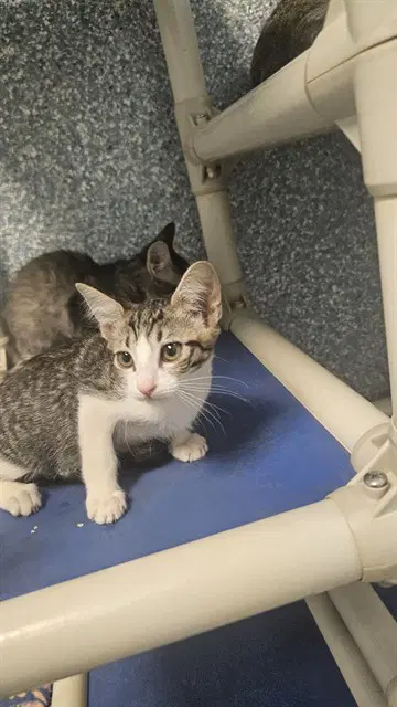 Jane - Domestic Short Hair