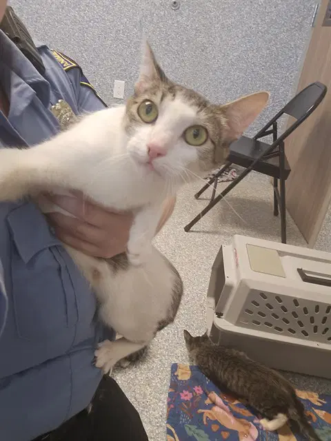 Janet - Domestic Short Hair