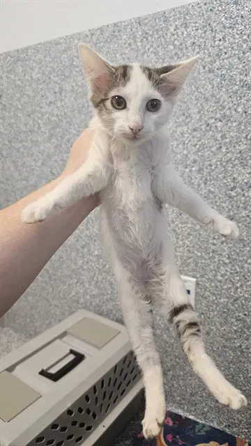 Gregory - Domestic Short Hair
