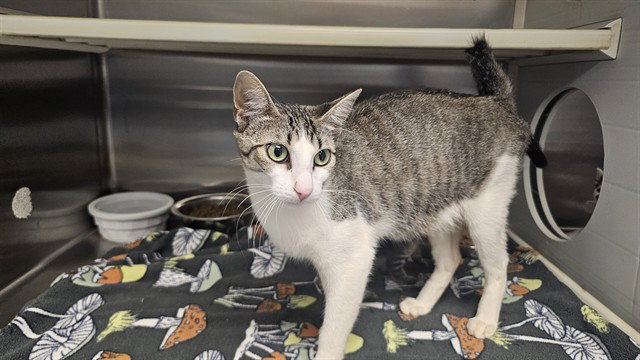 Kathrine, Domestic Short Hair