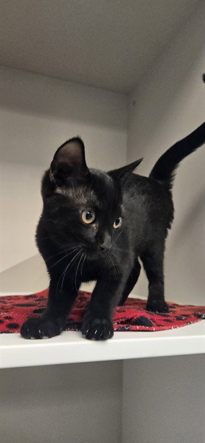 Sabrina, Domestic Short Hair