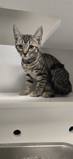 Tabitha, Domestic Short Hair