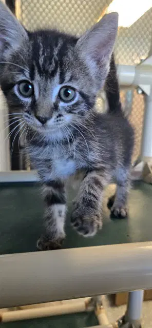 Rigatoni - Domestic Long Hair