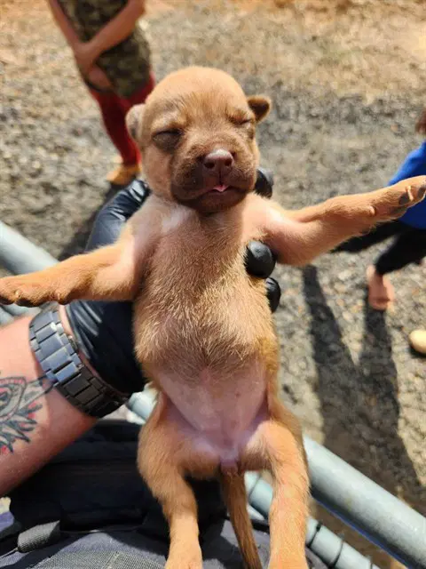 Velma - Pit Bull Terrier