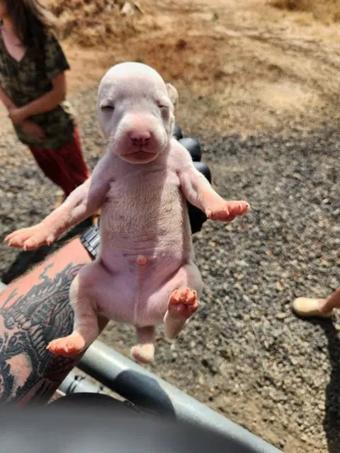 Shaggy - Pit Bull Terrier