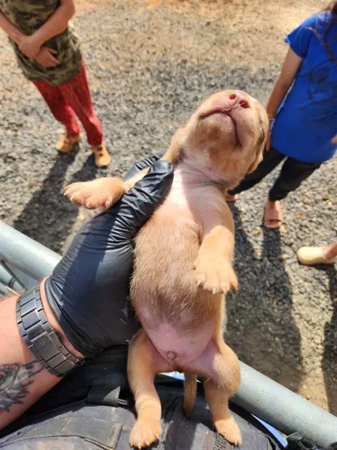 Scooby - Pit Bull Terrier