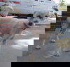 Martini