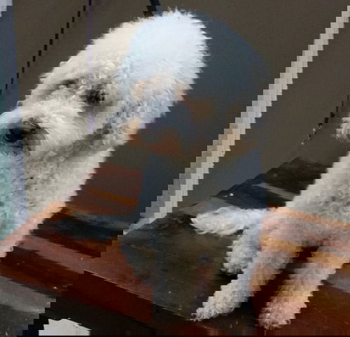 Tango