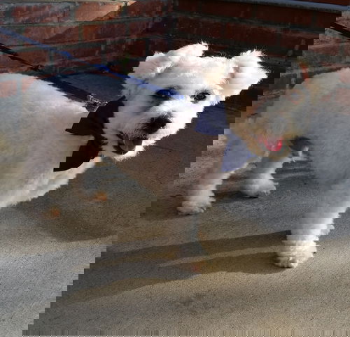 Ernie