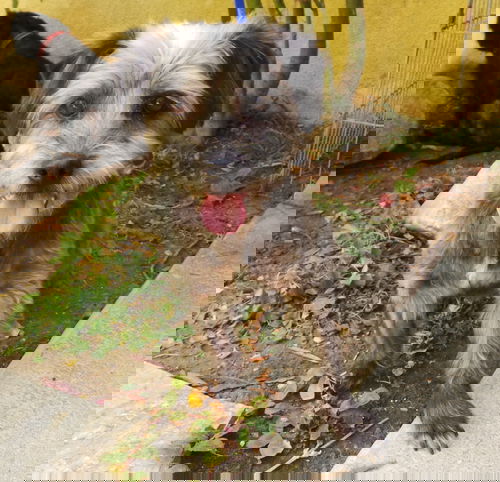 Joli