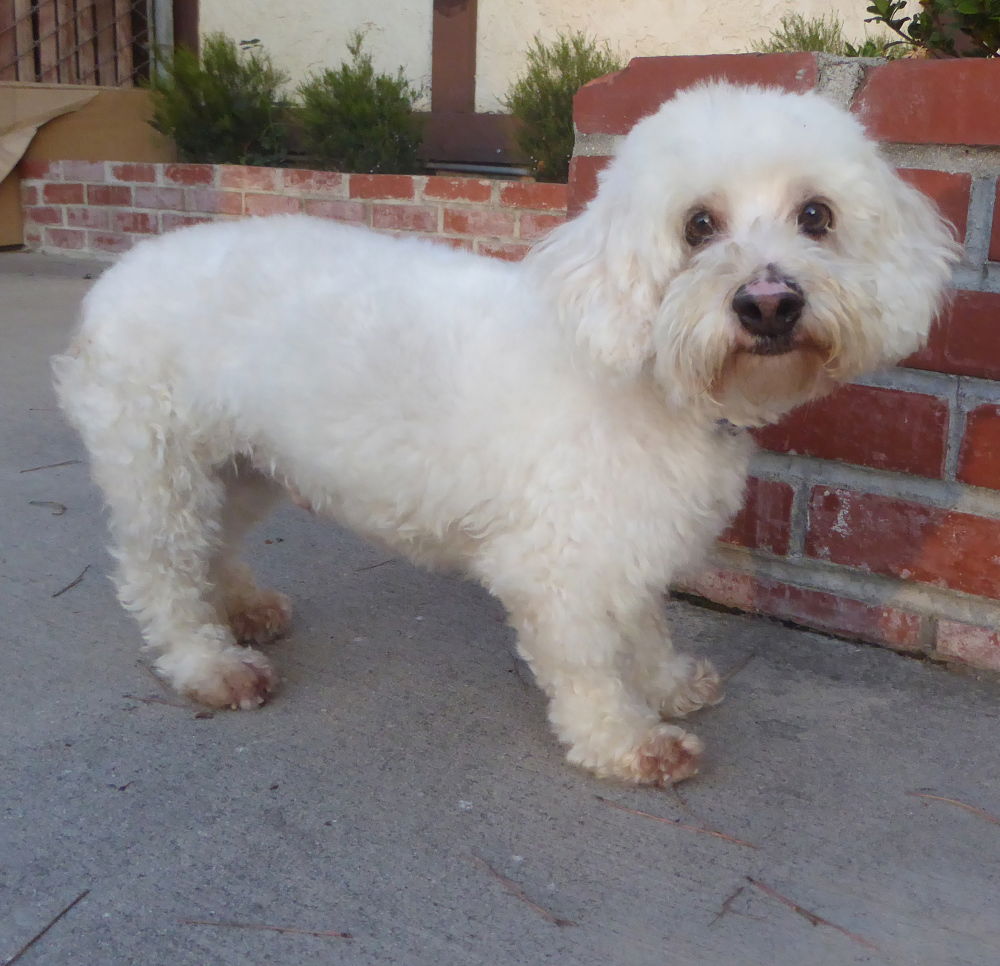 Cockapoo x hot sale bichon frise