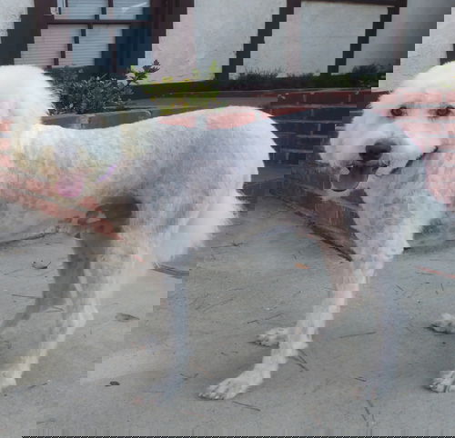 Zeus