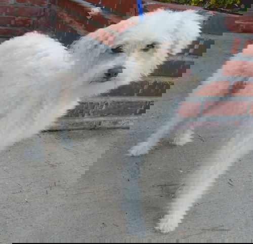 Birdie