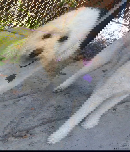 Angelo