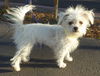 Twinkie