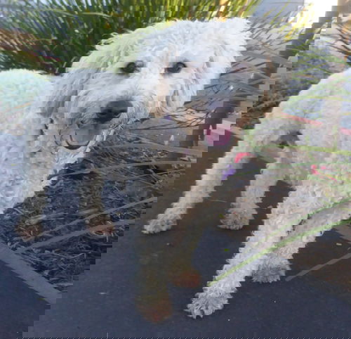 Marley