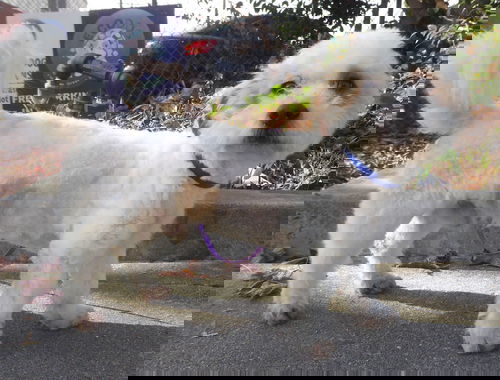 Barkley