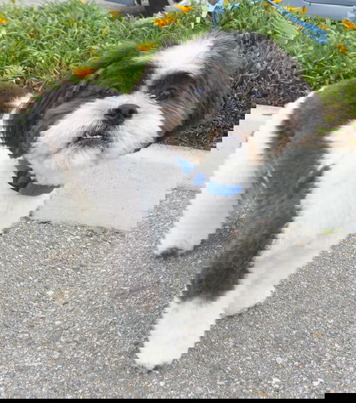 Petey