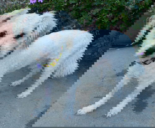 Chico