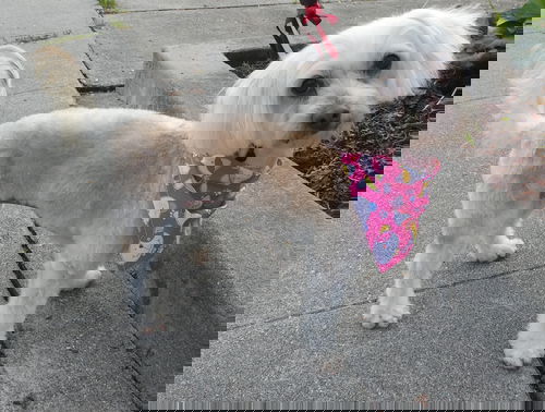 Dottie