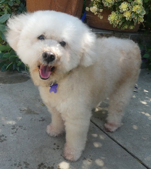 Coco