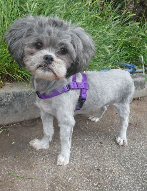 Muffy