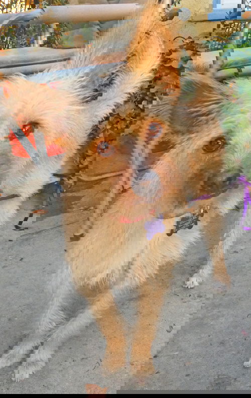 Roo