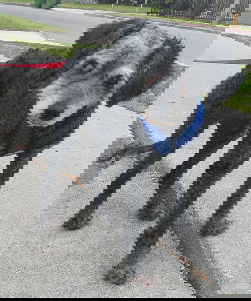 Bonnie