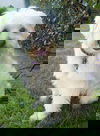 Andy