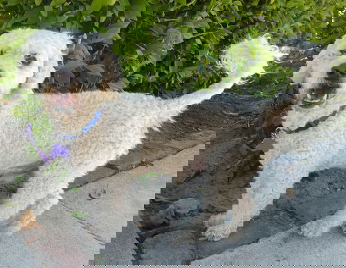 Geo
