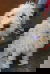 Benji