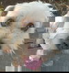 Charlie