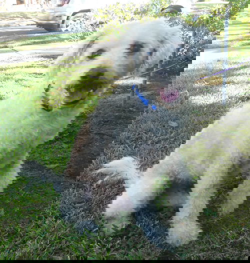 Winston