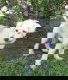 Winston