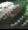 Winston