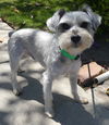 Baxter