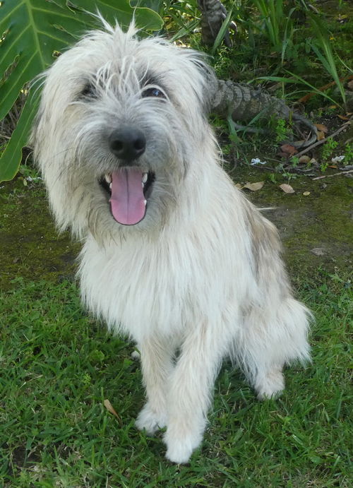 Bodhi