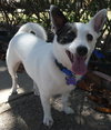 Bugsy