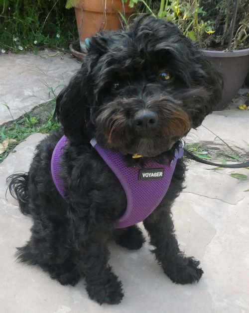 Cookie