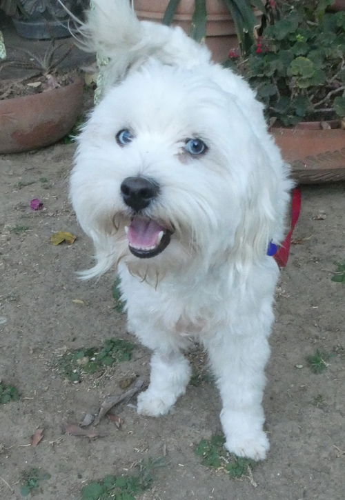 Milo