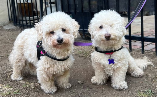 Chas and Millie