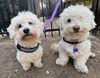 Chas and Millie
