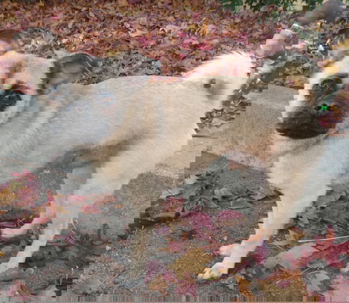 Roo