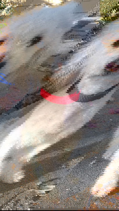 Angelo