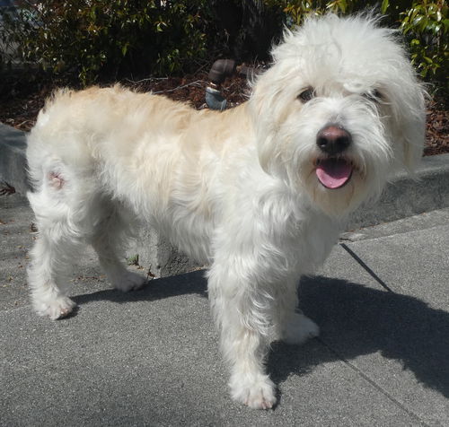 Scrappy